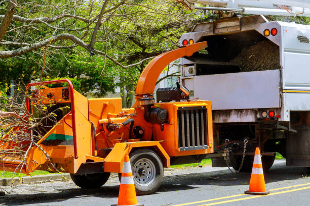 Best Arborist Services Near Me  in Lake Elmo, MN